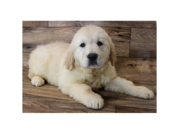 Golden Retriever DOG Male Light Golden 14890 Petland Grove City & Columbus, Ohio