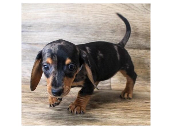 Dachshund DOG Female Black / Tan 14892 Petland Grove City & Columbus, Ohio