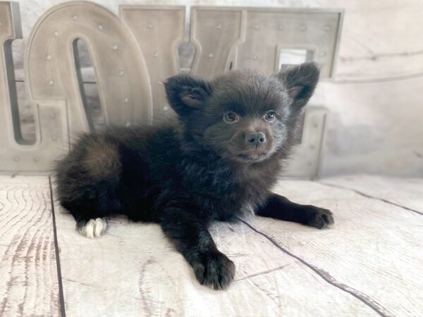 Pomeranian DOG Female Black 14893 Petland Grove City & Columbus, Ohio