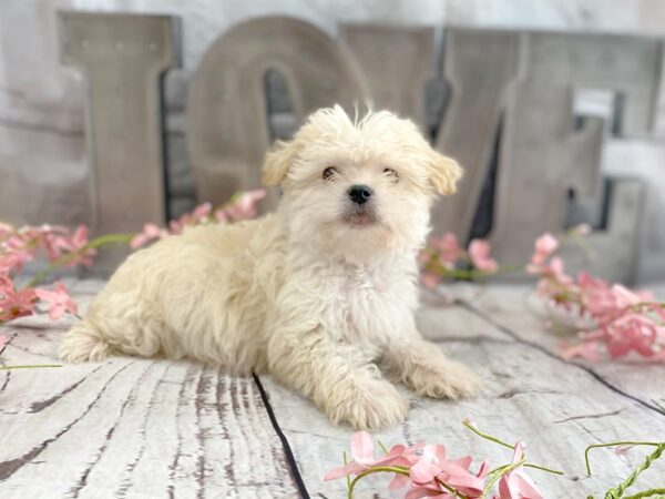 Morkie DOG Male Cream 14891 Petland Grove City & Columbus, Ohio