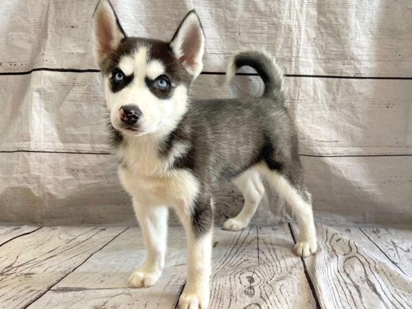 Siberian Husky-DOG-Female-Black / White-14894-Petland Grove City