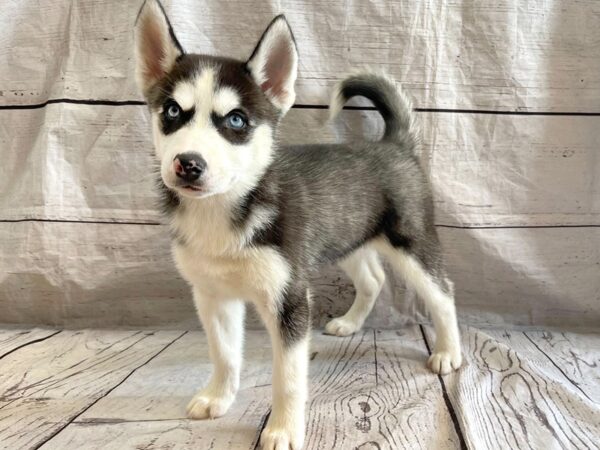 Siberian Husky DOG Female Black / White 14894 Petland Grove City & Columbus, Ohio