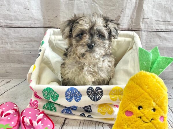 Bernedoodle Mini 2nd Gen-DOG-Male-Blue Merle-14897-Petland Grove City & Columbus, Ohio