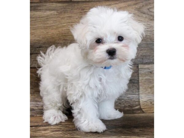 Maltese-DOG-Male-White-14898-Petland Grove City & Columbus, Ohio