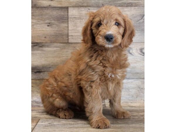 Goldendoodle Mini DOG Male Red 14901 Petland Grove City & Columbus, Ohio