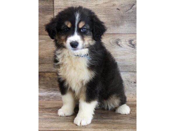 Miniature Australian Shepherd DOG Male Black White / Tan 14903 Petland Grove City & Columbus, Ohio