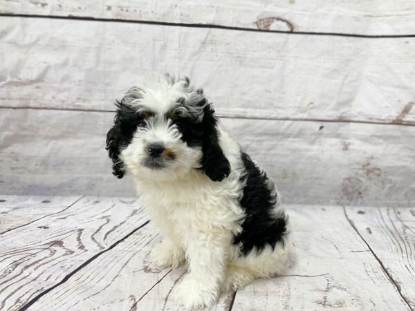 Mini Bernedoodlier DOG Male 14906 Petland Grove City & Columbus, Ohio