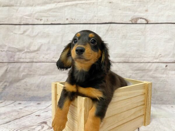 Dachshund-DOG-Male-Black / Tan-14899-Petland Grove City & Columbus, Ohio