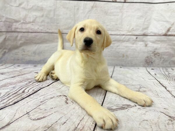 Labrador Retriever DOG Female Yellow 14900 Petland Grove City & Columbus, Ohio