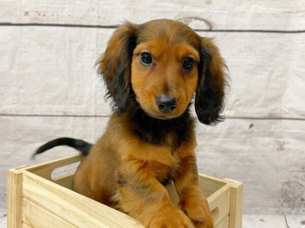 Dachshund DOG Female Wild Boar 14902 Petland Grove City & Columbus, Ohio