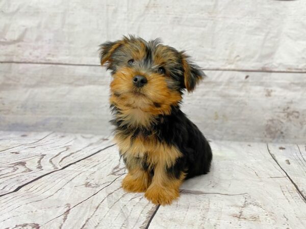 Yorkshire Terrier DOG Male Black / Gold 14905 Petland Grove City