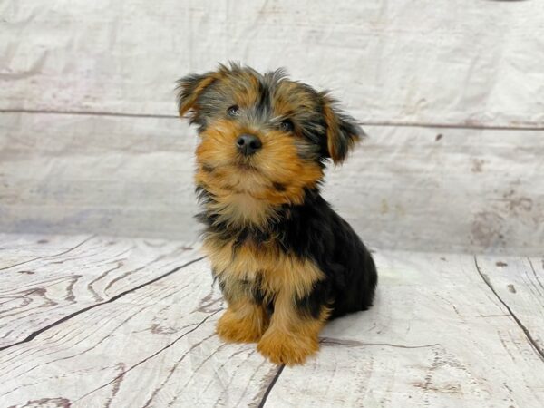 Yorkshire Terrier DOG Male Black / Gold 14905 Petland Grove City & Columbus, Ohio