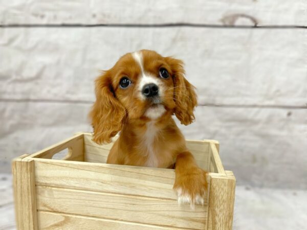 Cavalier King Charles Spaniel DOG Male Ruby 14904 Petland Grove City & Columbus, Ohio