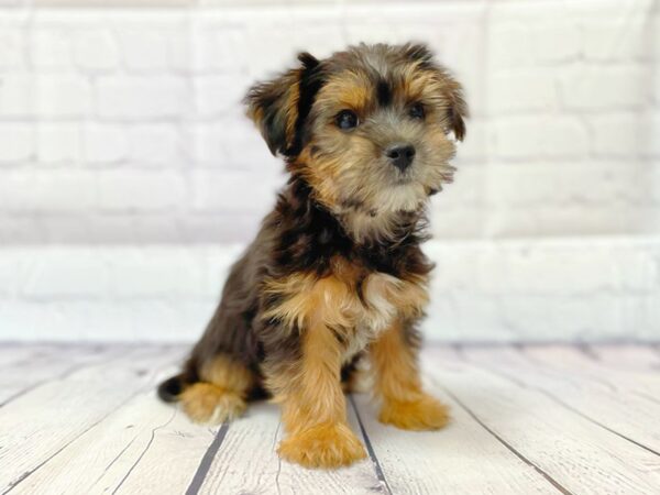 Morkie DOG Male Black / Tan 14909 Petland Grove City & Columbus, Ohio