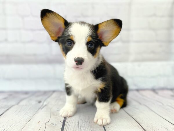 Pembroke Welsh Corgi-DOG-Female-Black White / Tan-14910-Petland Grove City & Columbus, Ohio