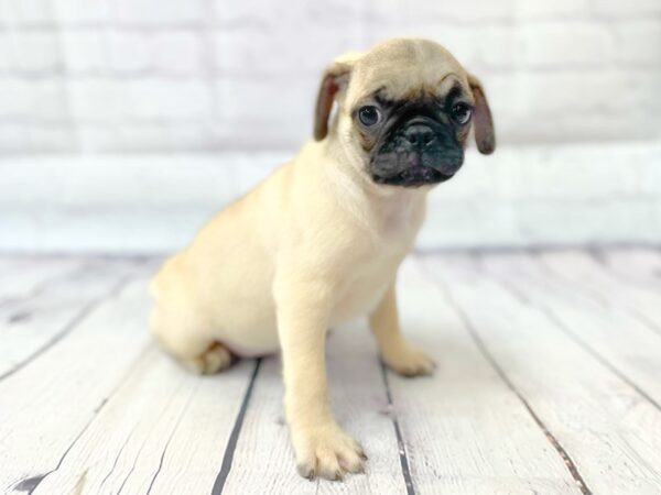 Pug DOG Female Fawn 14911 Petland Grove City & Columbus, Ohio