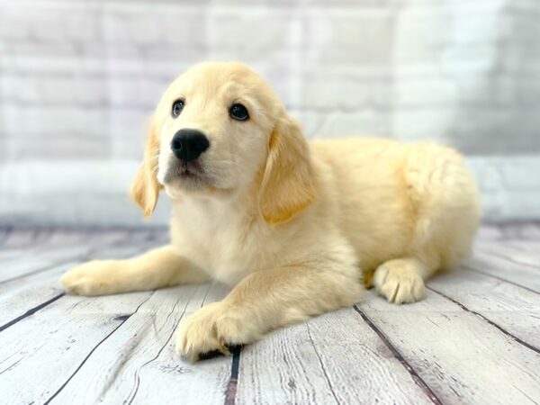 Golden Retriever-DOG-Female--14917-Petland Grove City & Columbus, Ohio