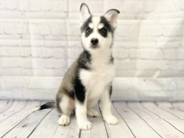 Pomsky DOG Male 14916 Petland Grove City & Columbus, Ohio