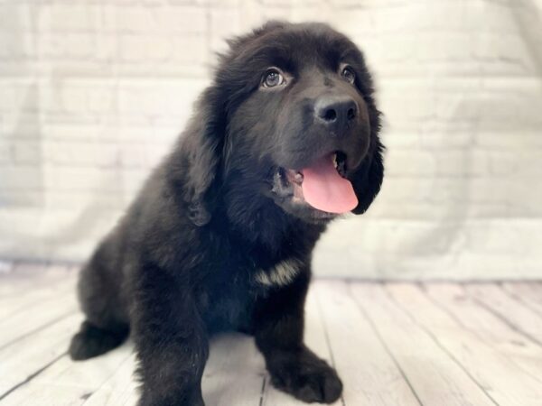 Newfoundland DOG Female 14915 Petland Grove City & Columbus, Ohio