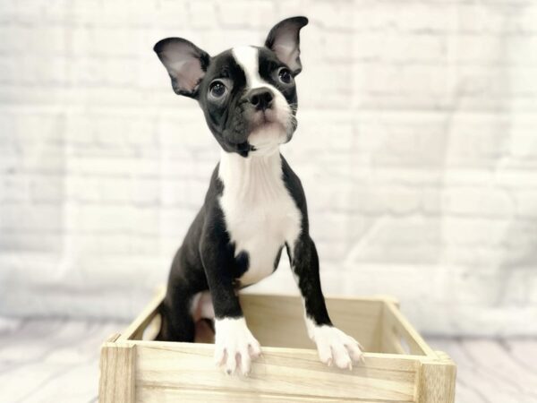 Boston Terrier DOG Male Black / White 14914 Petland Grove City & Columbus, Ohio