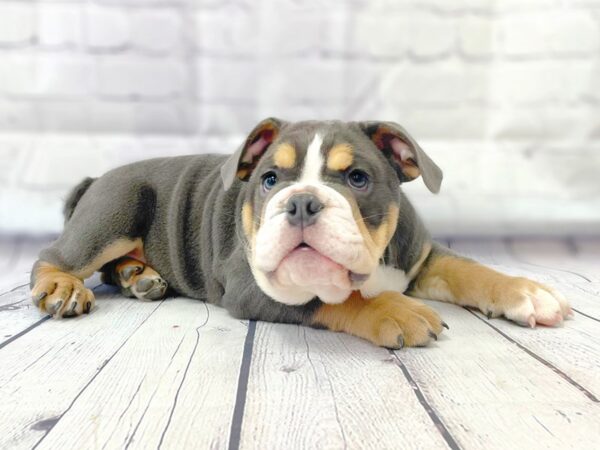 Bulldog DOG Male Blue Tan / White 14913 Petland Grove City & Columbus, Ohio