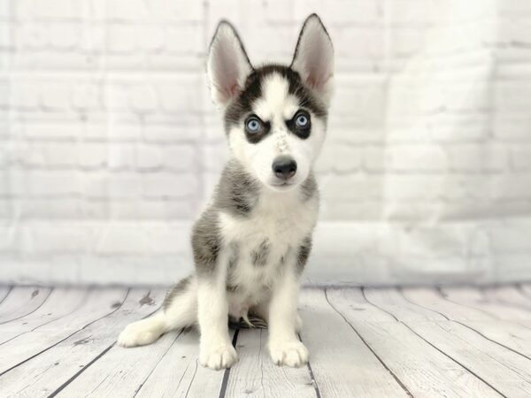 Siberian Husky DOG Male Black / White 14912 Petland Grove City & Columbus, Ohio