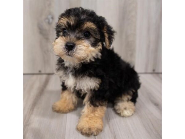 Yorkiepoo DOG Male Black / Tan 14919 Petland Grove City & Columbus, Ohio