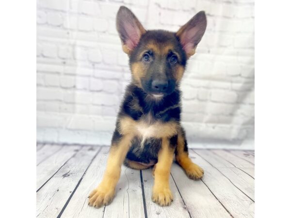 German Shepherd Dog DOG Male Black / Tan 14920 Petland Grove City & Columbus, Ohio