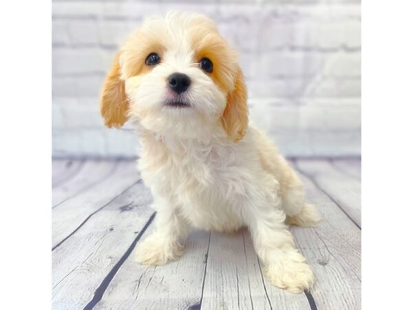 Cavachon DOG Male Cream 14921 Petland Grove City & Columbus, Ohio