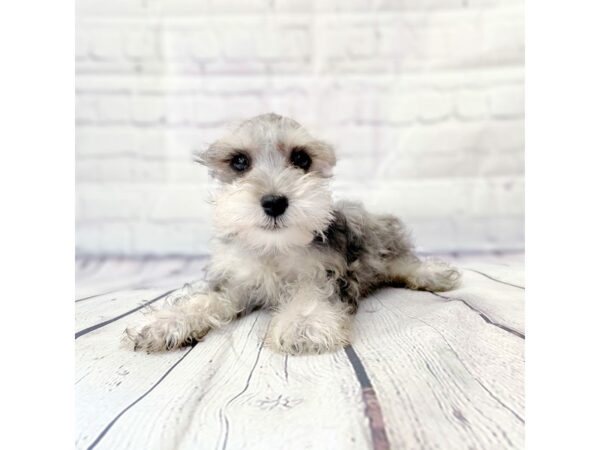 Miniature Schnauzer DOG Male Blue Merle 14922 Petland Grove City & Columbus, Ohio