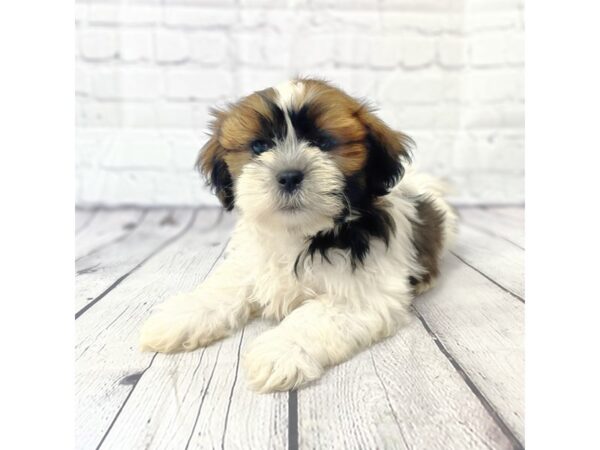 Lhasa Apso-DOG-Male-Red / White-14918-Petland Grove City