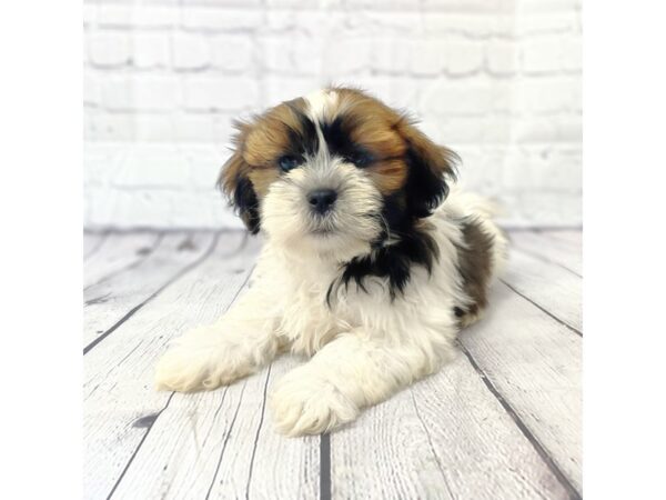 Lhasa Apso DOG Male Red / White 14918 Petland Grove City & Columbus, Ohio