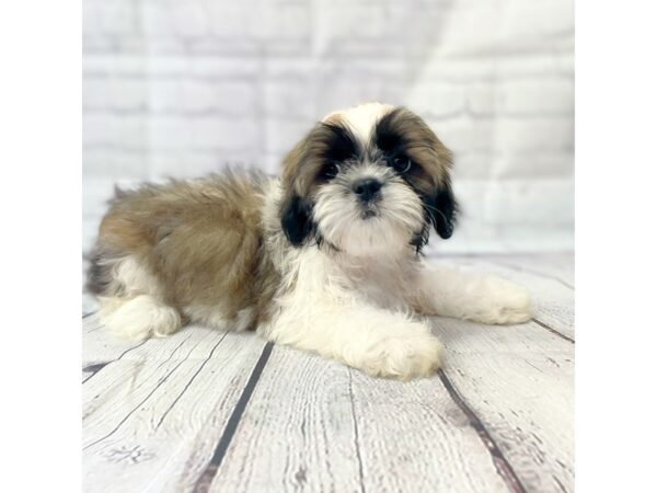 Shih Tzu DOG Male 14923 Petland Grove City & Columbus, Ohio