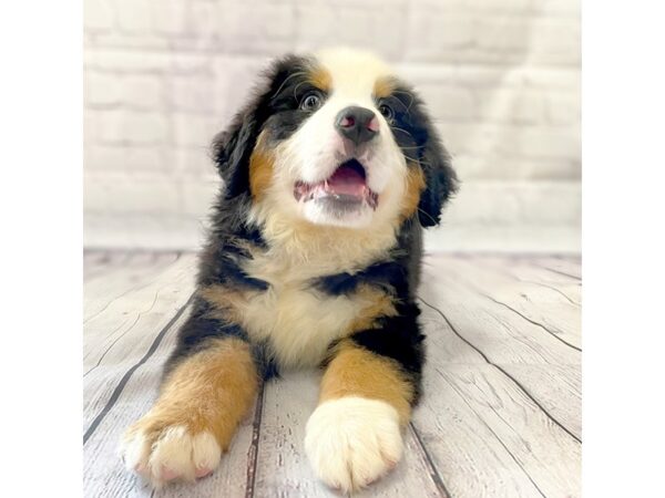 Bernese Mountain Dog DOG Male Black Rust / White 14928 Petland Grove City & Columbus, Ohio