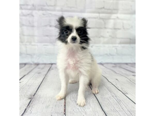 Papillon DOG Female Black / White 14929 Petland Grove City & Columbus, Ohio