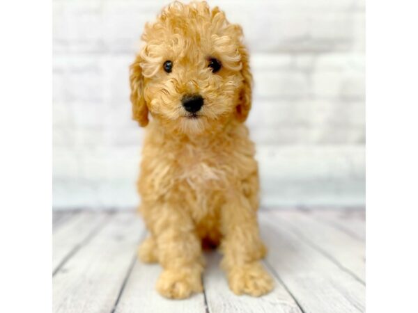 Poodle DOG Male Red 14930 Petland Grove City & Columbus, Ohio