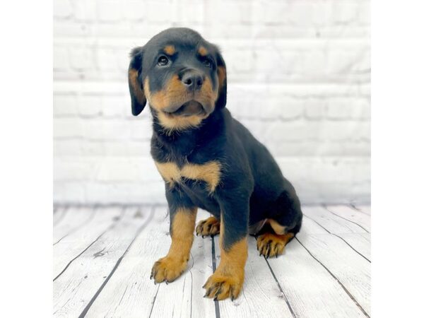 Rottweiler-DOG-Female--14933-Petland Grove City
