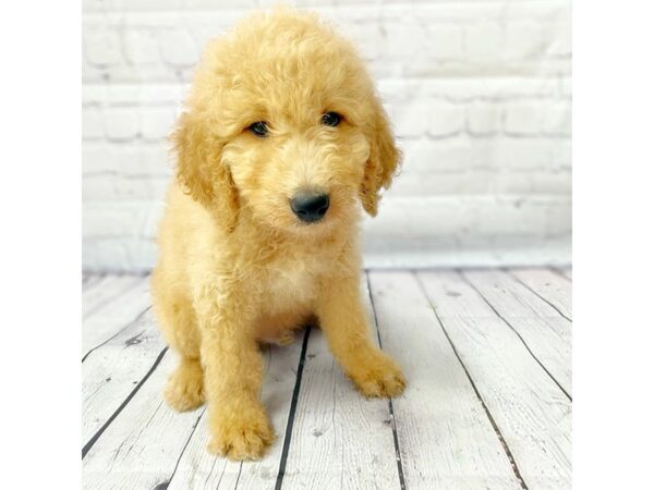 Goldendoodle DOG Male Red 14932 Petland Grove City