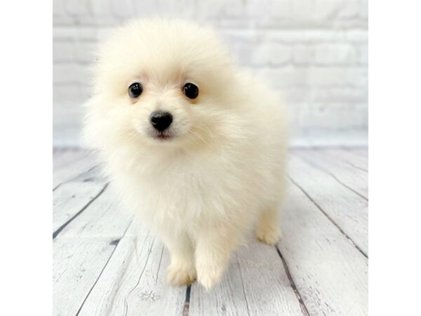 Pomeranian-DOG-Male-Cream-14931-Petland Grove City