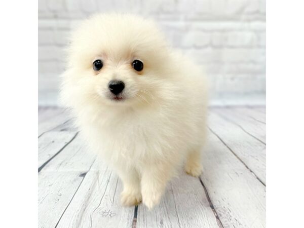 Pomeranian-DOG-Male-Cream-14931-Petland Grove City & Columbus, Ohio