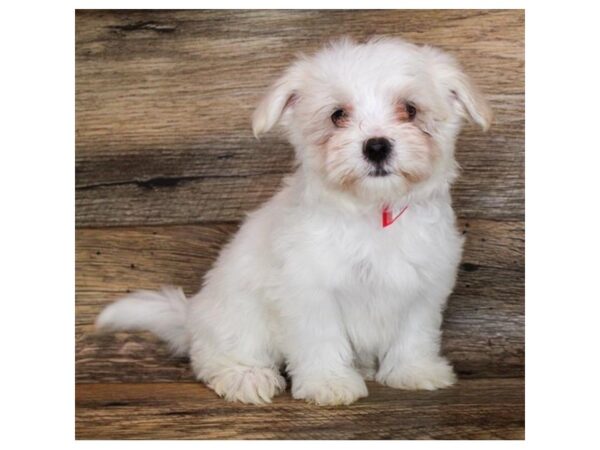 Maltese DOG Female White 14940 Petland Grove City & Columbus, Ohio