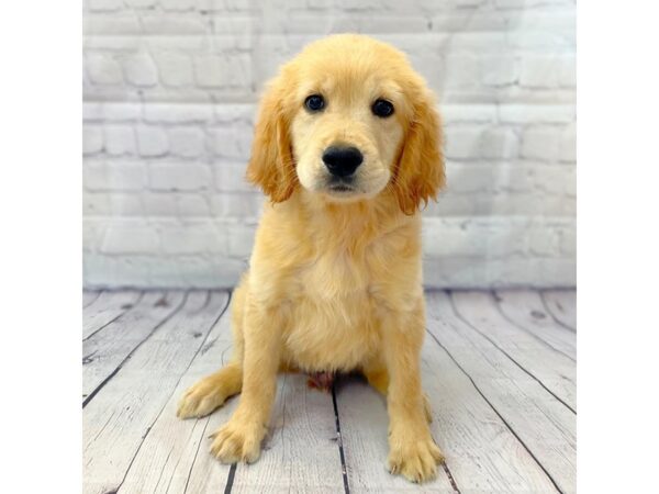 Golden Retriever DOG Male Golden 14936 Petland Grove City & Columbus, Ohio