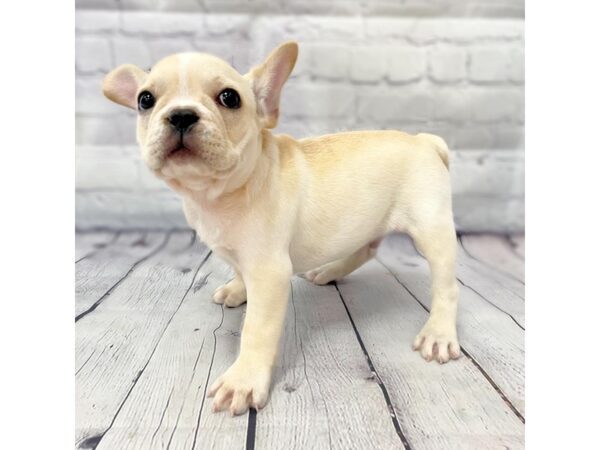 French Bulldog DOG Male Cream 14934 Petland Grove City & Columbus, Ohio