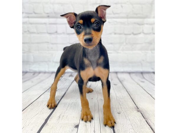 Miniature Pinscher DOG Male Black / Tan 14939 Petland Grove City & Columbus, Ohio