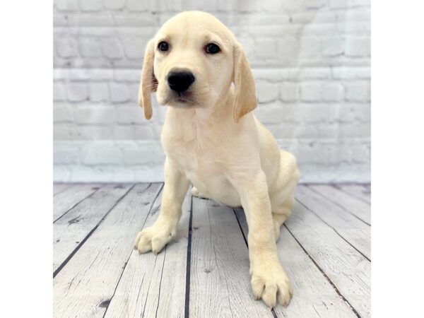 Labrador Retriever DOG Female Yellow 14941 Petland Grove City & Columbus, Ohio