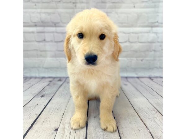 Golden Retriever DOG Male 14942 Petland Grove City & Columbus, Ohio