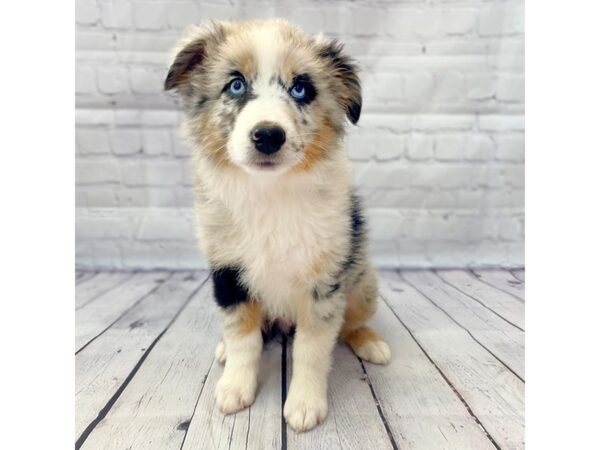 Australian Shepherd DOG Female Blue Merle 14944 Petland Grove City & Columbus, Ohio