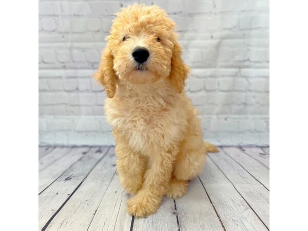 F2 ST Goldendoodle-DOG-Male-Red-14946-Petland Grove City & Columbus, Ohio