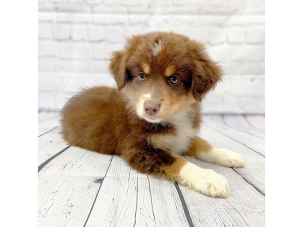 Mini Aussie-DOG-Female--14947-Petland Grove City & Columbus, Ohio