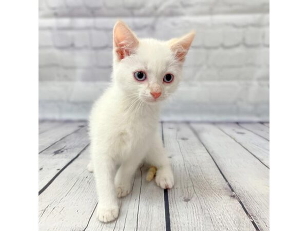 Tabby-CAT-Female--14937-Petland Grove City & Columbus, Ohio